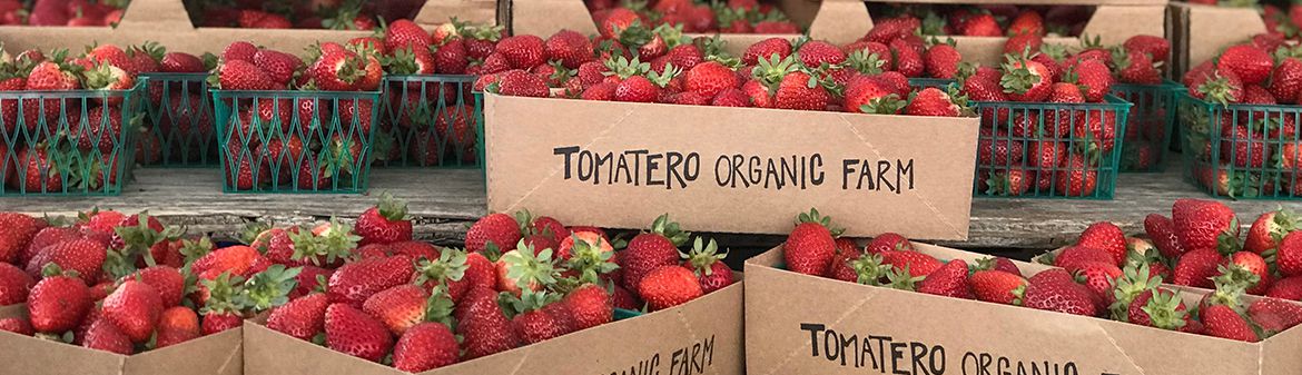 Tomatero Organic Farm 