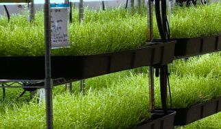Heron Farms