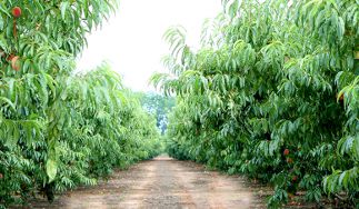 Titan Farms