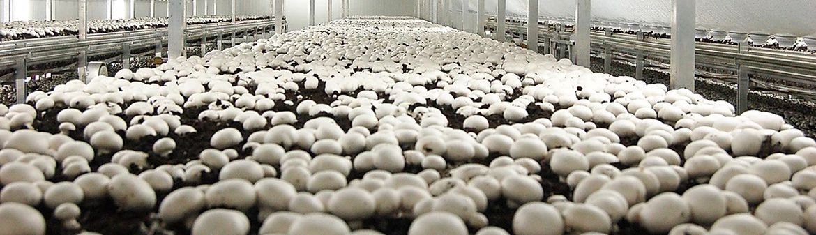 Phillips Mushroom Farms