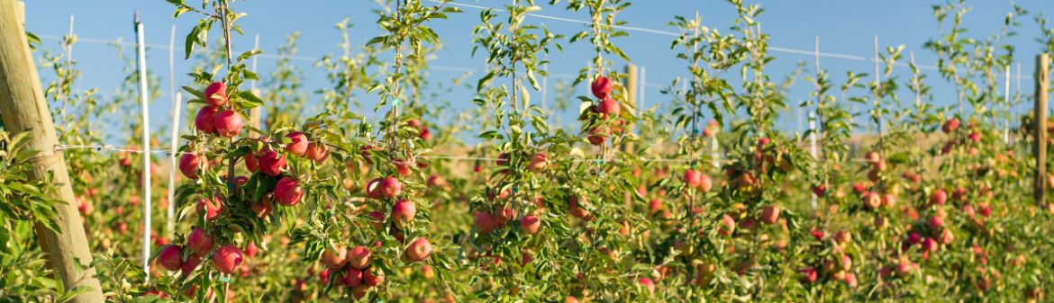 Stemilt Growers