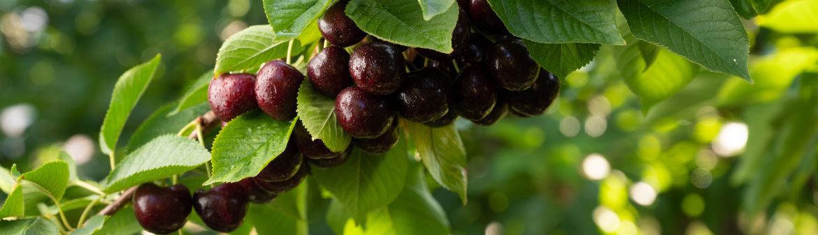 Stemilt Growers