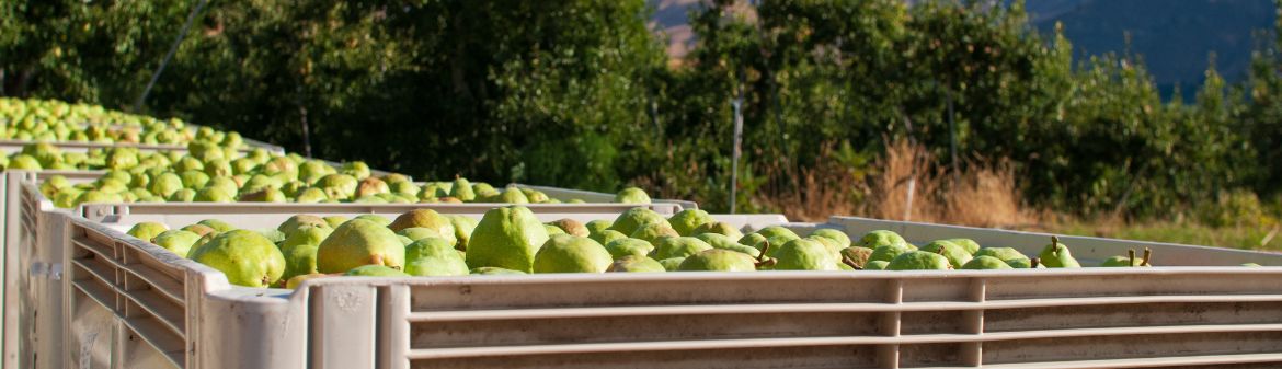 Stemilt Growers