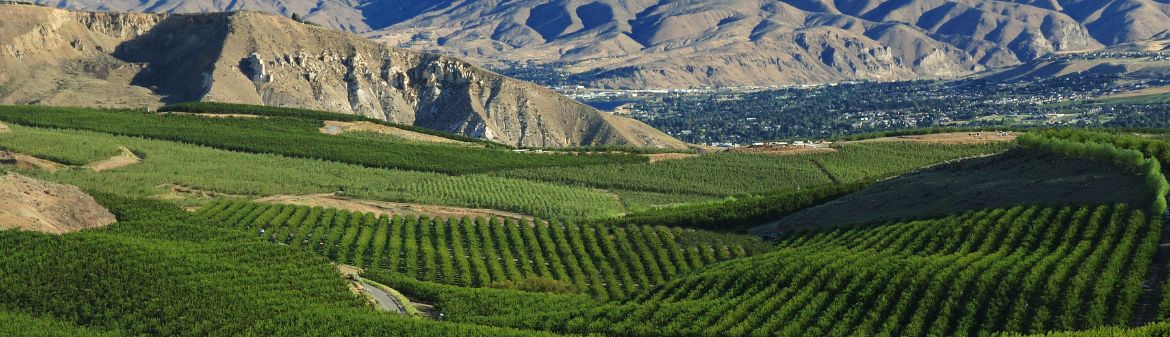 Stemilt Growers