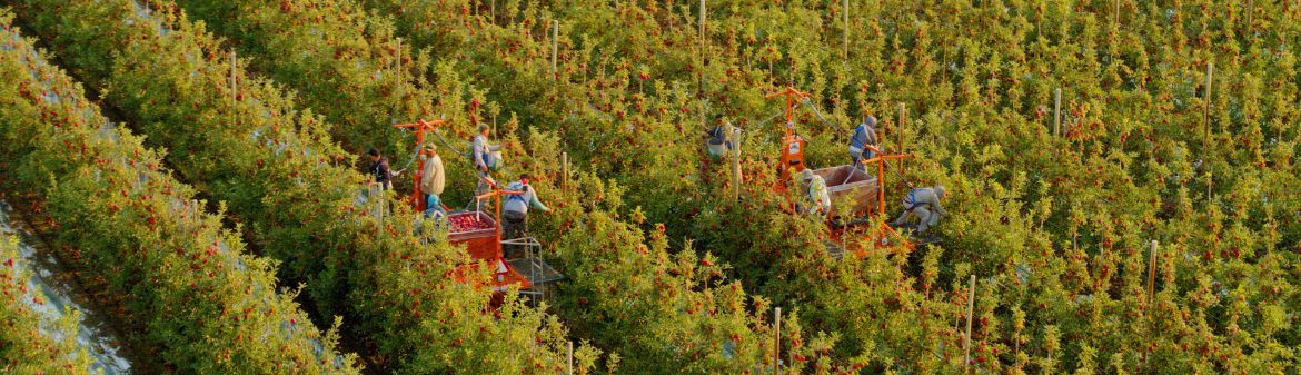 Stemilt Growers