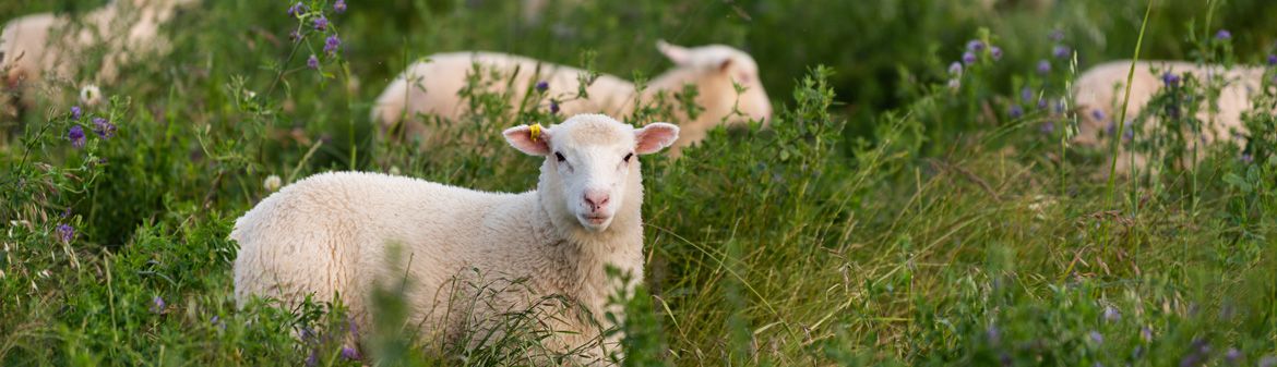 Gundagai Lamb