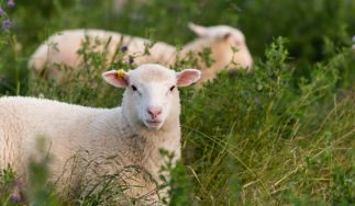 Gundagai Lamb