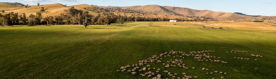 Gundagai Lamb