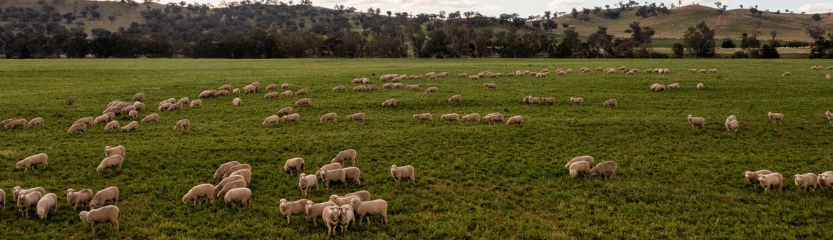 Gundagai Lamb