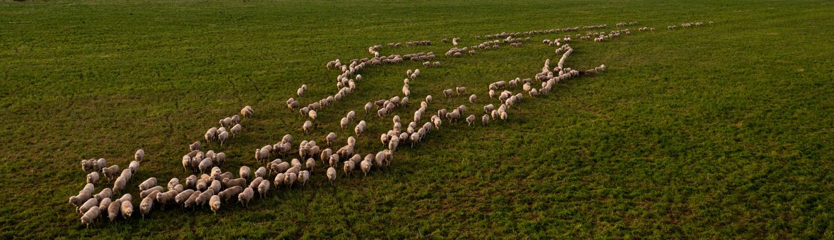 Gundagai Lamb