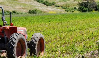 Tutti Frutti Farms