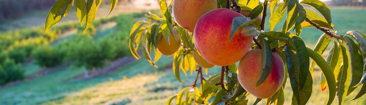 Scholl Orchards
