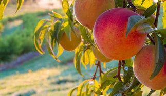 Scholl Orchards