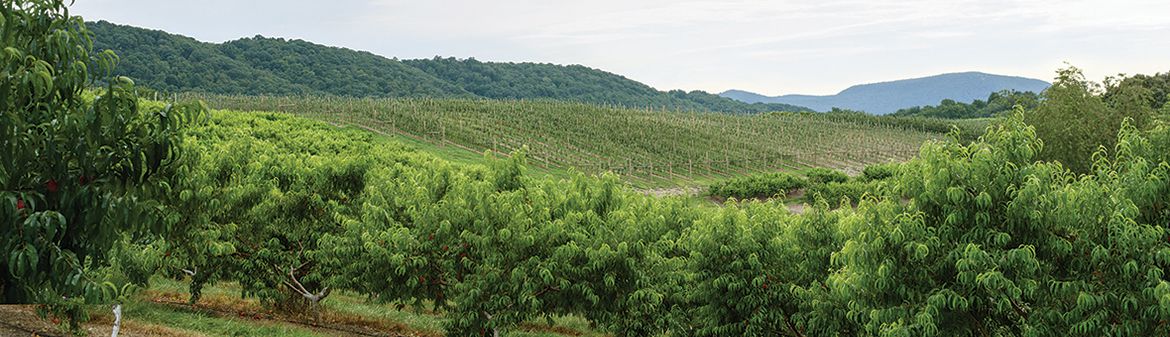 Scholl Orchards