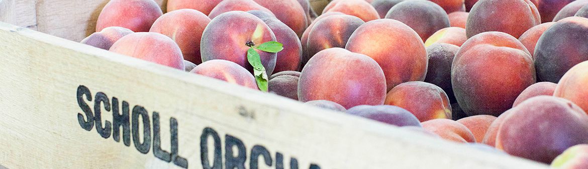 Scholl Orchards
