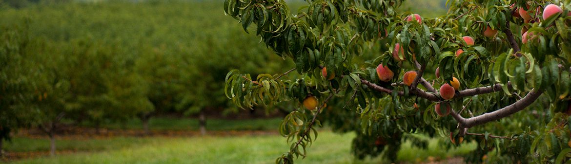 Scholl Orchards