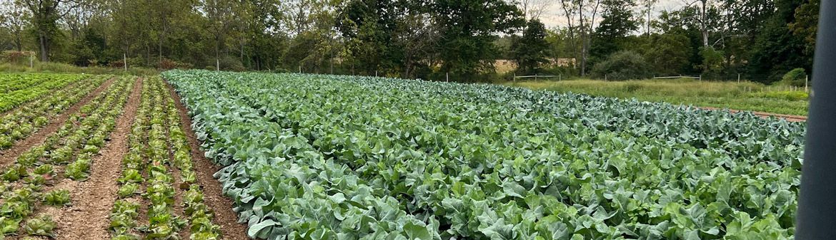 Campo Rosso Farm