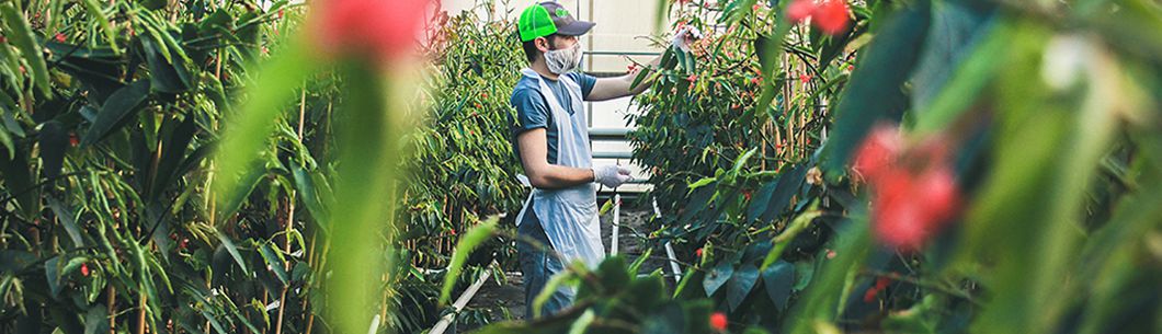 Koppert Cress - Flavour Fields
