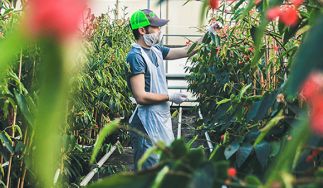 Koppert Cress - Flavour Fields