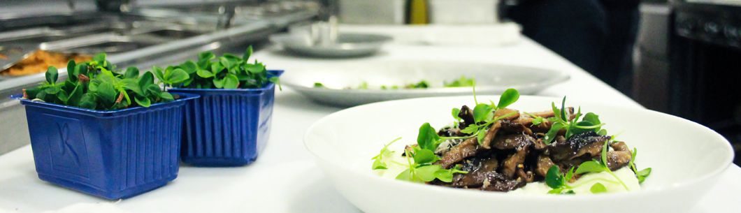 Koppert Cress - Flavour Fields