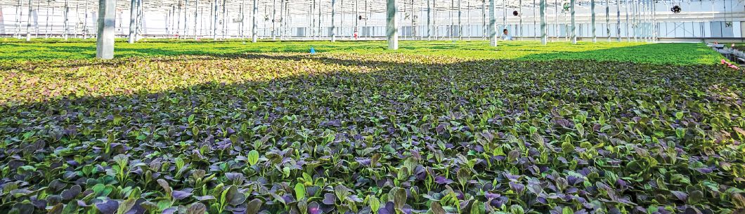 Koppert Cress - Flavour Fields