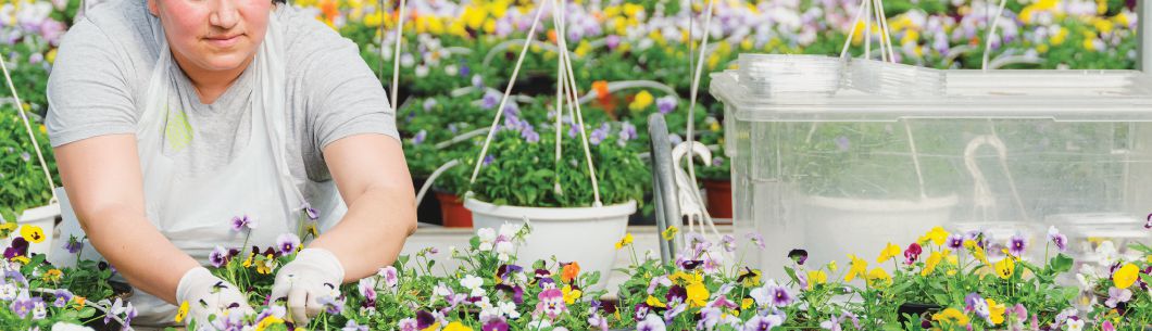 Koppert Cress - Flavour Fields