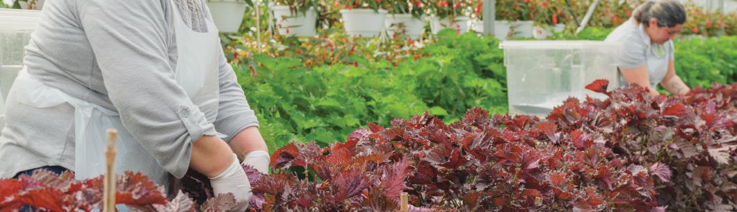 Koppert Cress - Flavour Fields