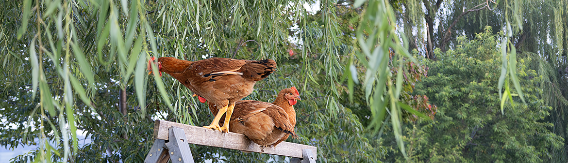 Hudson Valley Farms