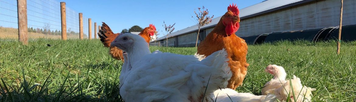 Hudson Valley Farms