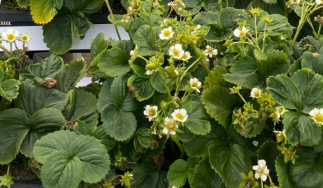 The Strawberry Farm