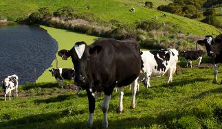 Point Reyes Farmstead