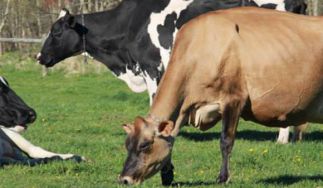 Arethusa Farm Dairy