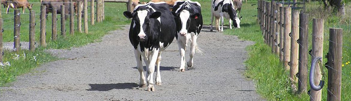 Arethusa Farm Dairy