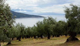 Aralia Olive Oils