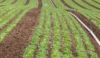 Scarborough Farms