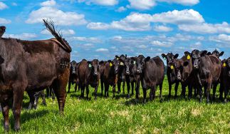Aurora Angus Beef