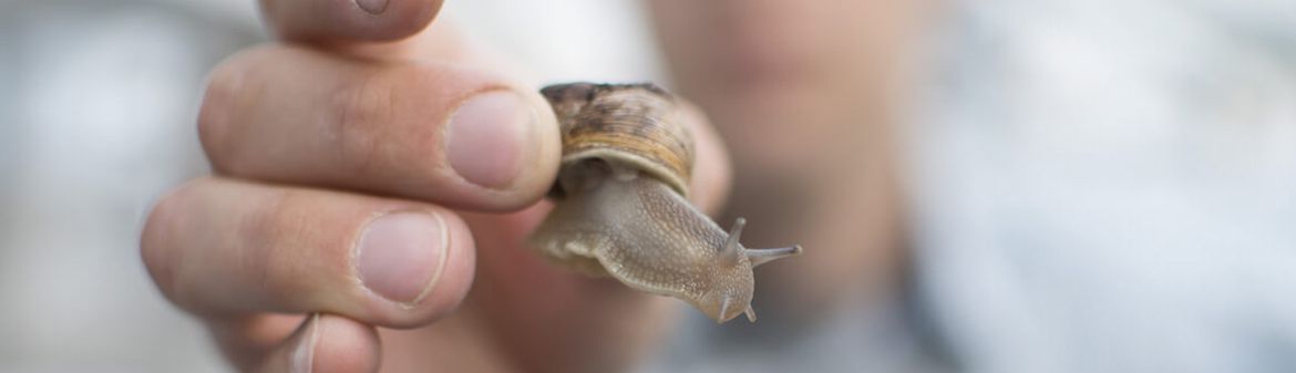 Peconic Escargot