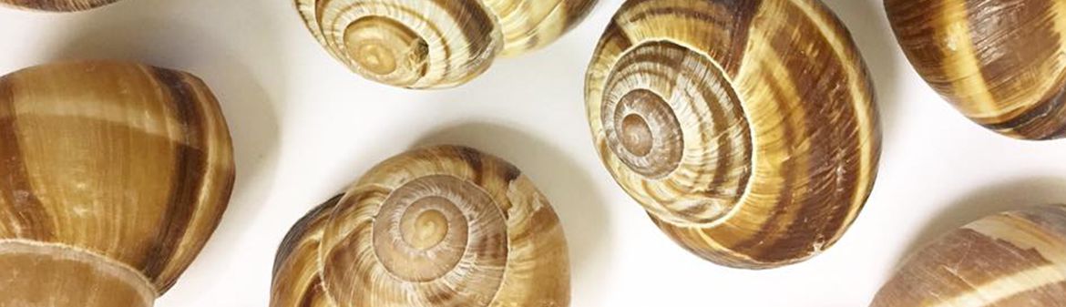 Peconic Escargot