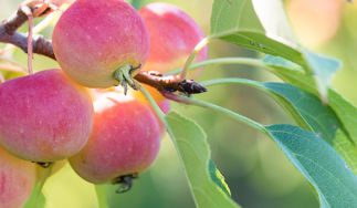 Scott Farm Orchard