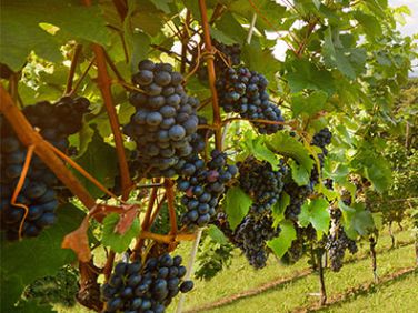 Grapes: California Wraps Early