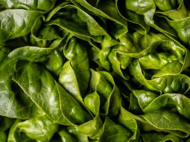 Lettuce & Leafy Greens