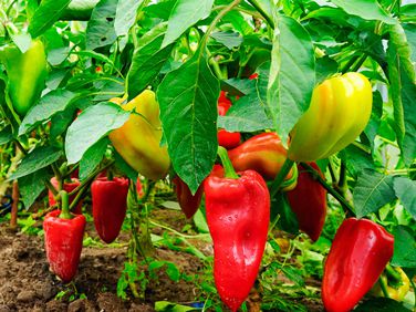 Peppers: Weather Slows Crop