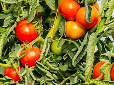 Tomato Market Shifting