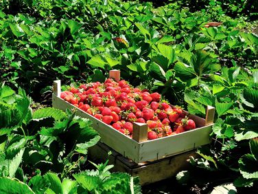 Strawberry Market Update