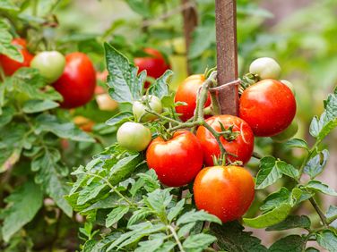 Tomatoes: Hurricanes Hit Supply