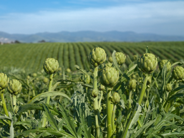 Artichokes