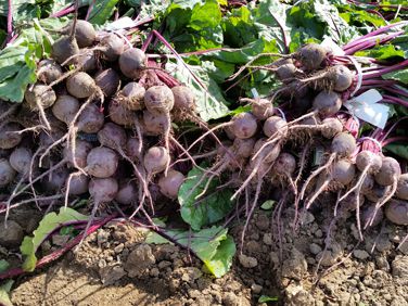 Baby Beets Shortage