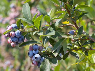 Blueberries