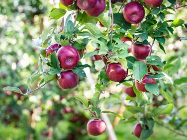 Apples & Pears: Honeycrisp Down, Pears Feel Freeze