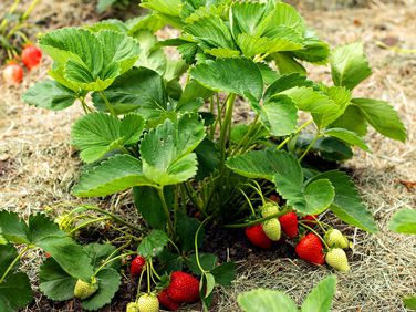 Strawberries: Rain Cuts Season